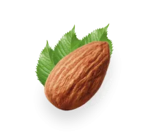 بادام درختی