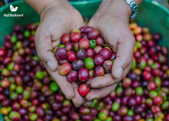 خرید قهوه اینترنتی: کشف گیلاس قهوه برای اولین بار در اتیوپی