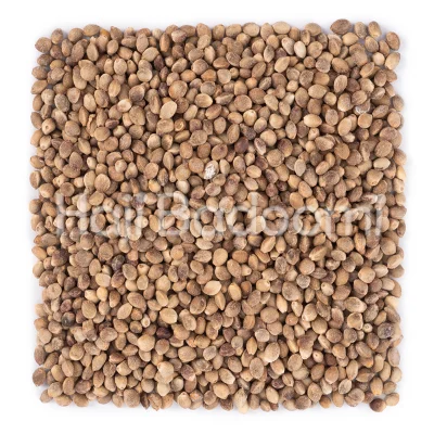 شاهدانه شور درجه یک