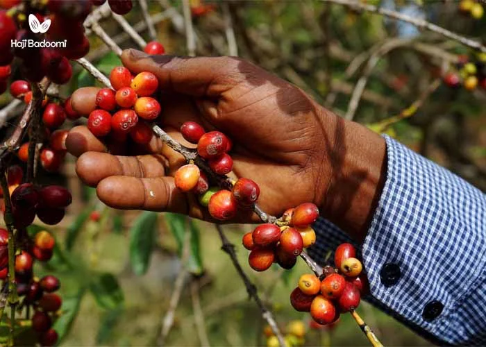 خرید قهوه فوری: قهوه از چه گیاهی بدست می‌آید؟