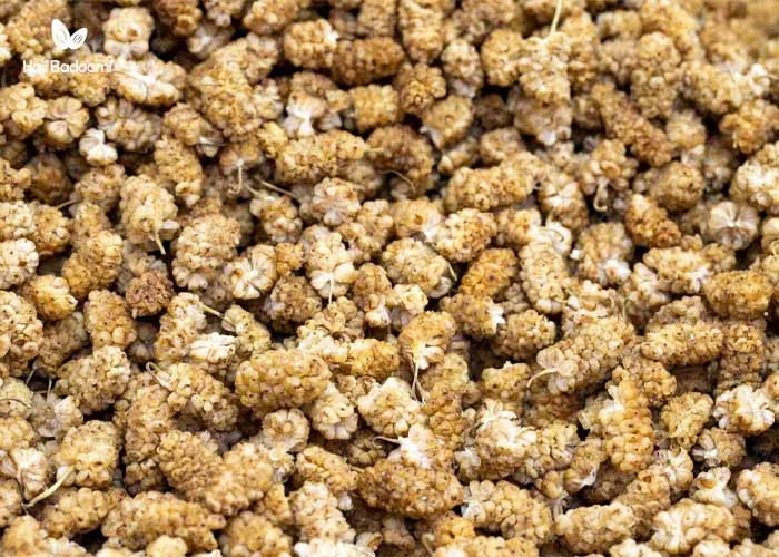 خواص توت خشک در بارداری