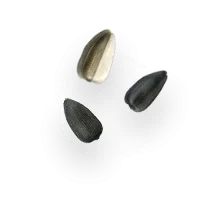 تخمه آفتابگردان