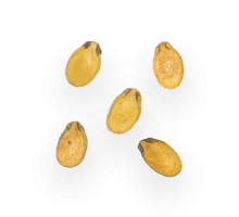 تخمه محبوبی