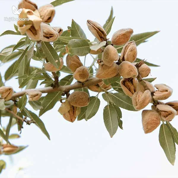 فواید بادام درختی: مدیریت وزن با مصرف منظم بادام درختی