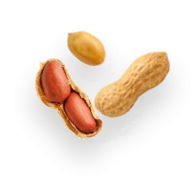 بادام زمینی