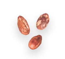 تخمه جابانی